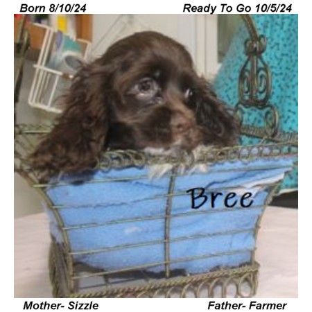 puppy, for, sale, Cocker Spaniel, Joe & Cherri  Overlease, dog, breeder, Miller, MO, dog-breeder, puppy-for-sale, forsale, nearby, find, puppyfind, locator, puppylocator, aca